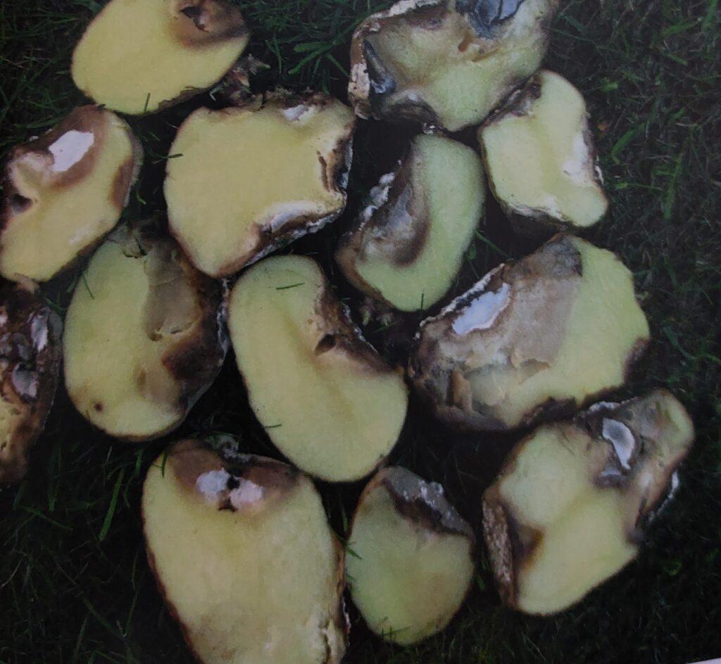 Fusariová hniloba brambor - příznaky na hlízách - průřez