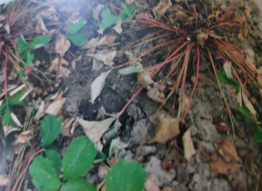 Krčková hniloba u jahodníku