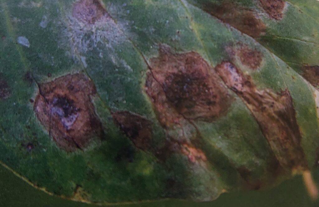 Antraknóza hrachu - projevy na listech