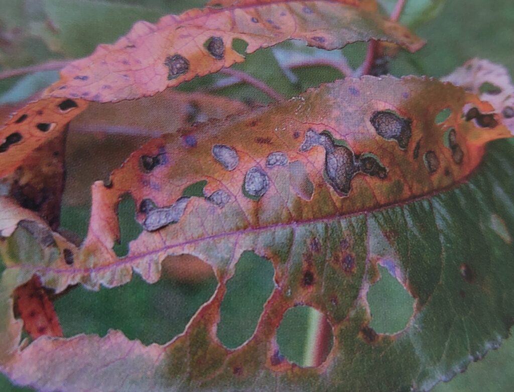 Suchá skvrnitost - příznaky na listu broskvoně