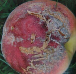 Suchá skvrnitost - příznaky na plodu broskve