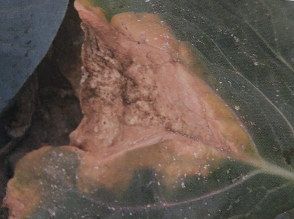 Bakteriální černá žilkovitost na listu zelí