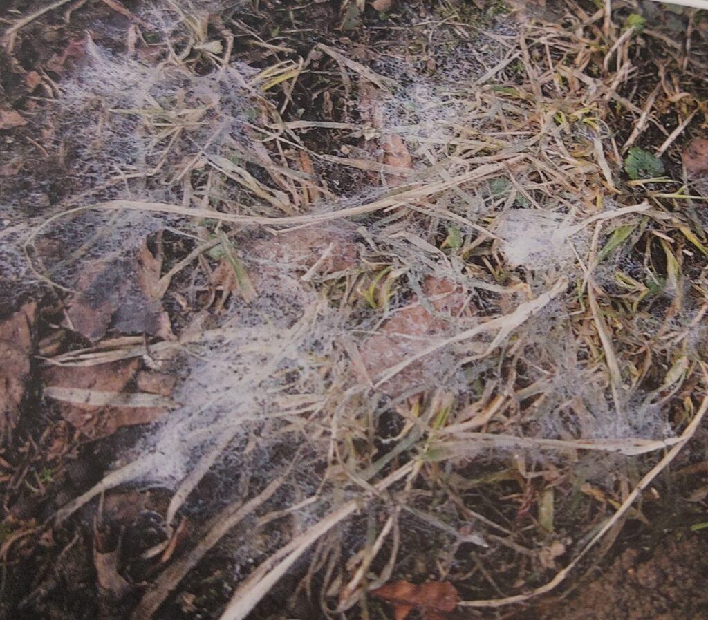 Plíseň sněžná - výskyt na trávníku