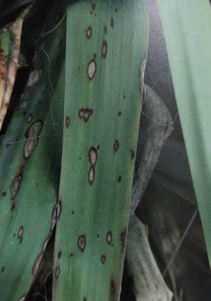 Skvrnitost juky - příznaky na listech