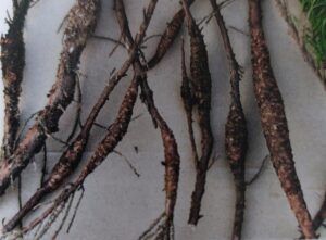 Rzivost jalovce - zduřelé větvičky