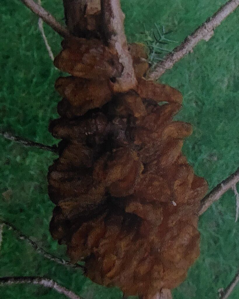 Rzivost jalovce - rosolovité útvary na větvích za vlhkého počasí