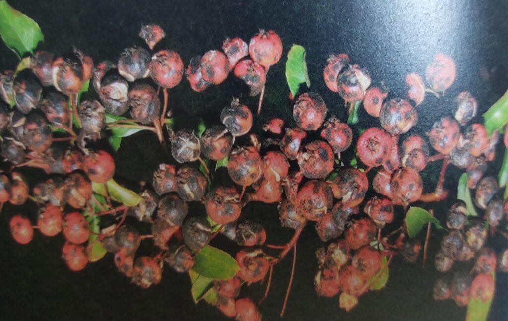 Strupovitost hlohyně - projevy na plodech