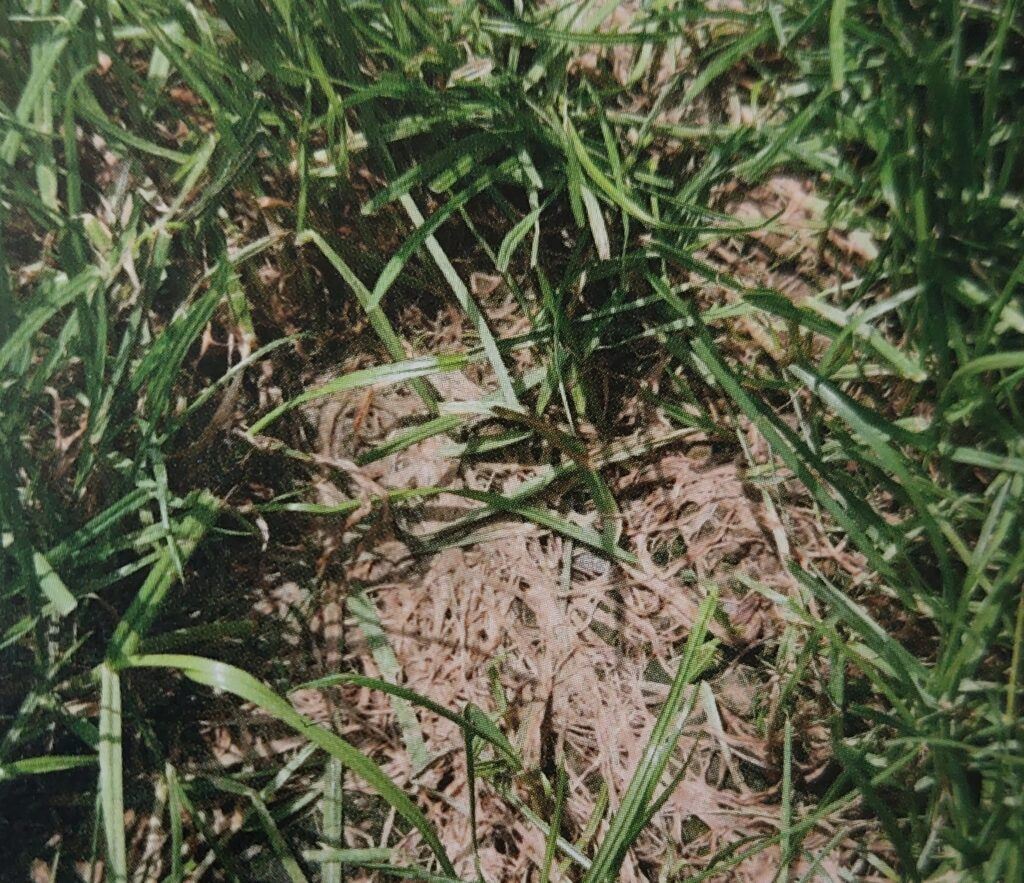 Červená nitkovitost trav - napadení trávníku