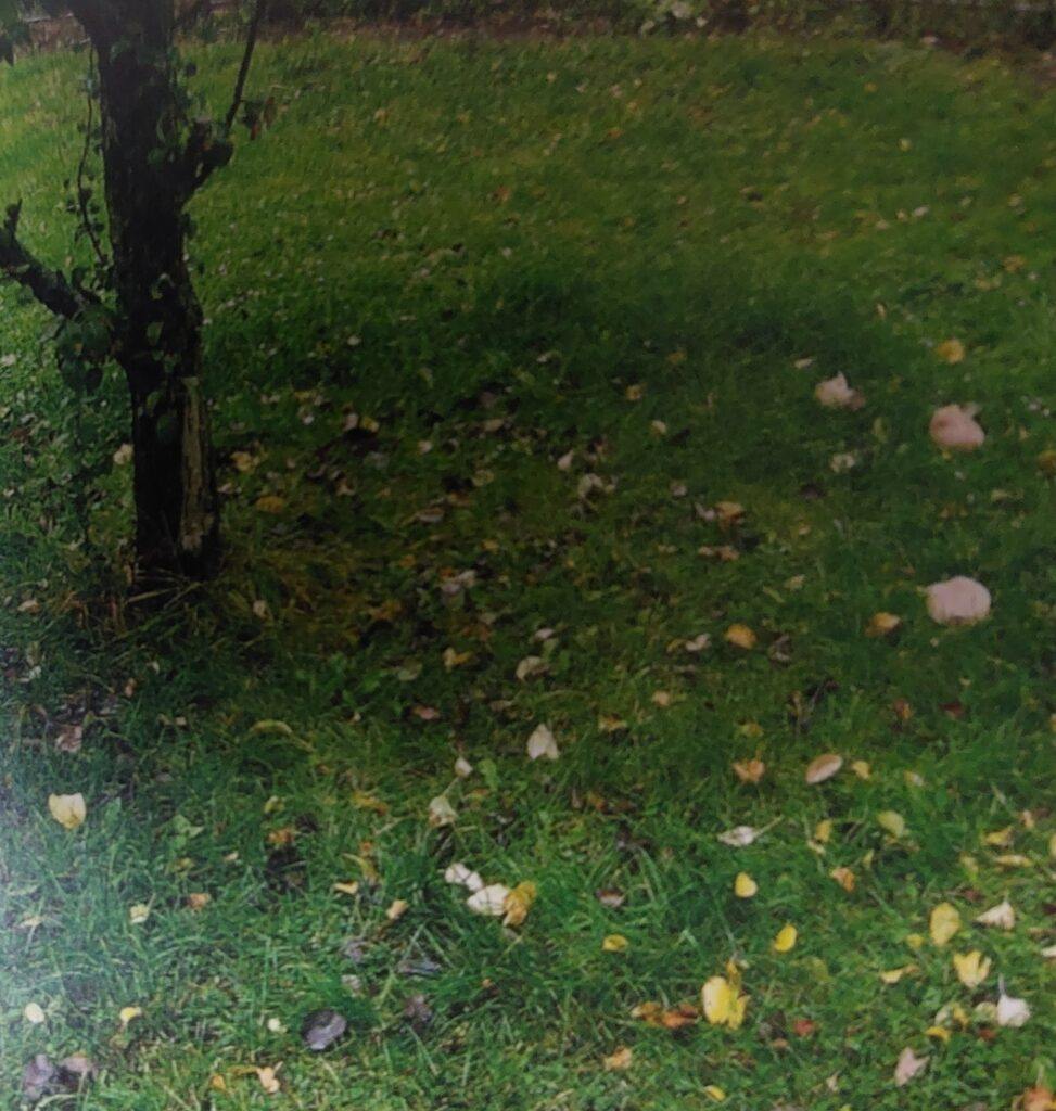 Čarodějné kruhy v trávníku způsobené houbami