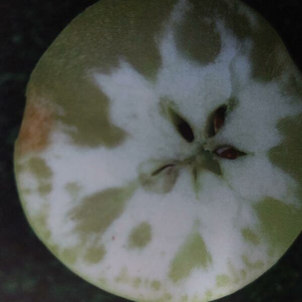 Sklovitost jablek - příznaky na průřezu jablkem