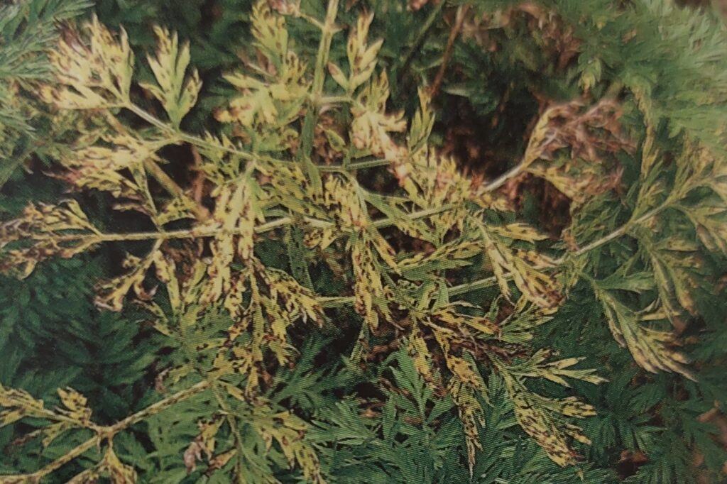 Alternariová skvrnitost mrkve