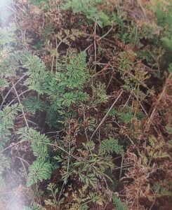 Alternariová skvrnitost mrkve - poškozený celý porost