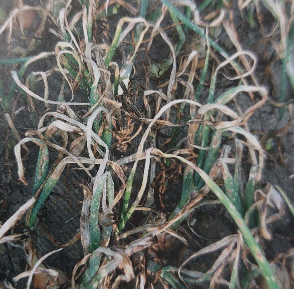 Plíseň česnekovitých na cibuli