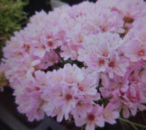 Trávnička trsnatá