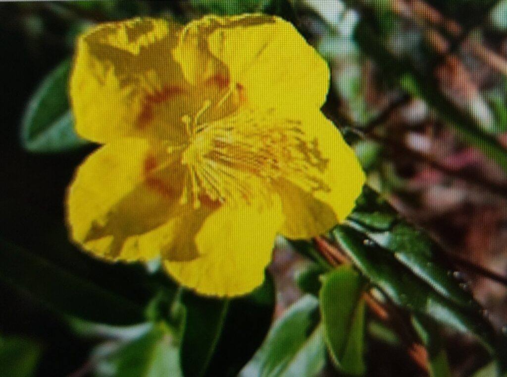 Devaterník penízkovitý - květ