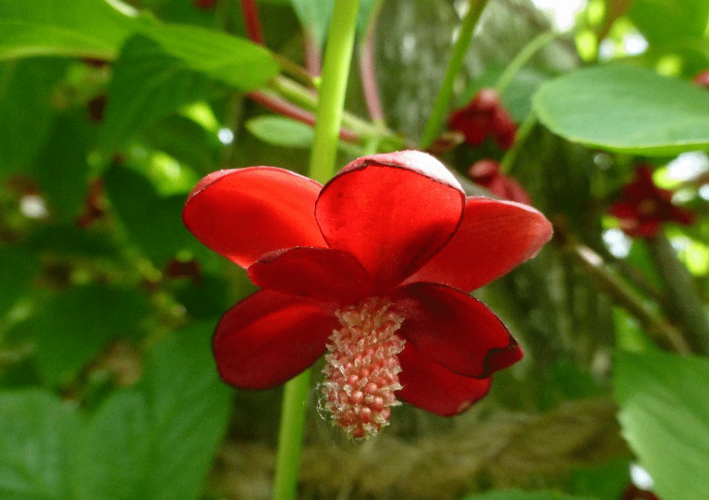 Schizandra rubriflora - klanopraška​