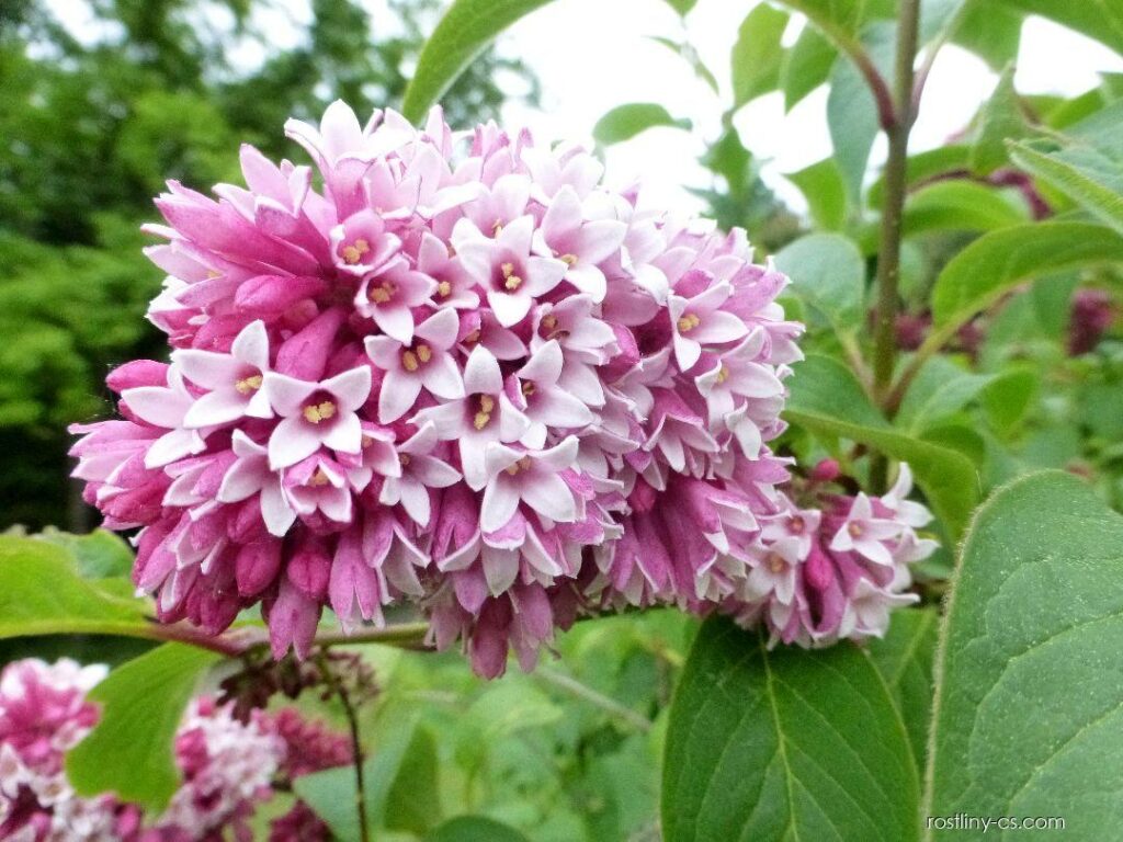 Šeřík přepadavý (Syringa reflexa)​