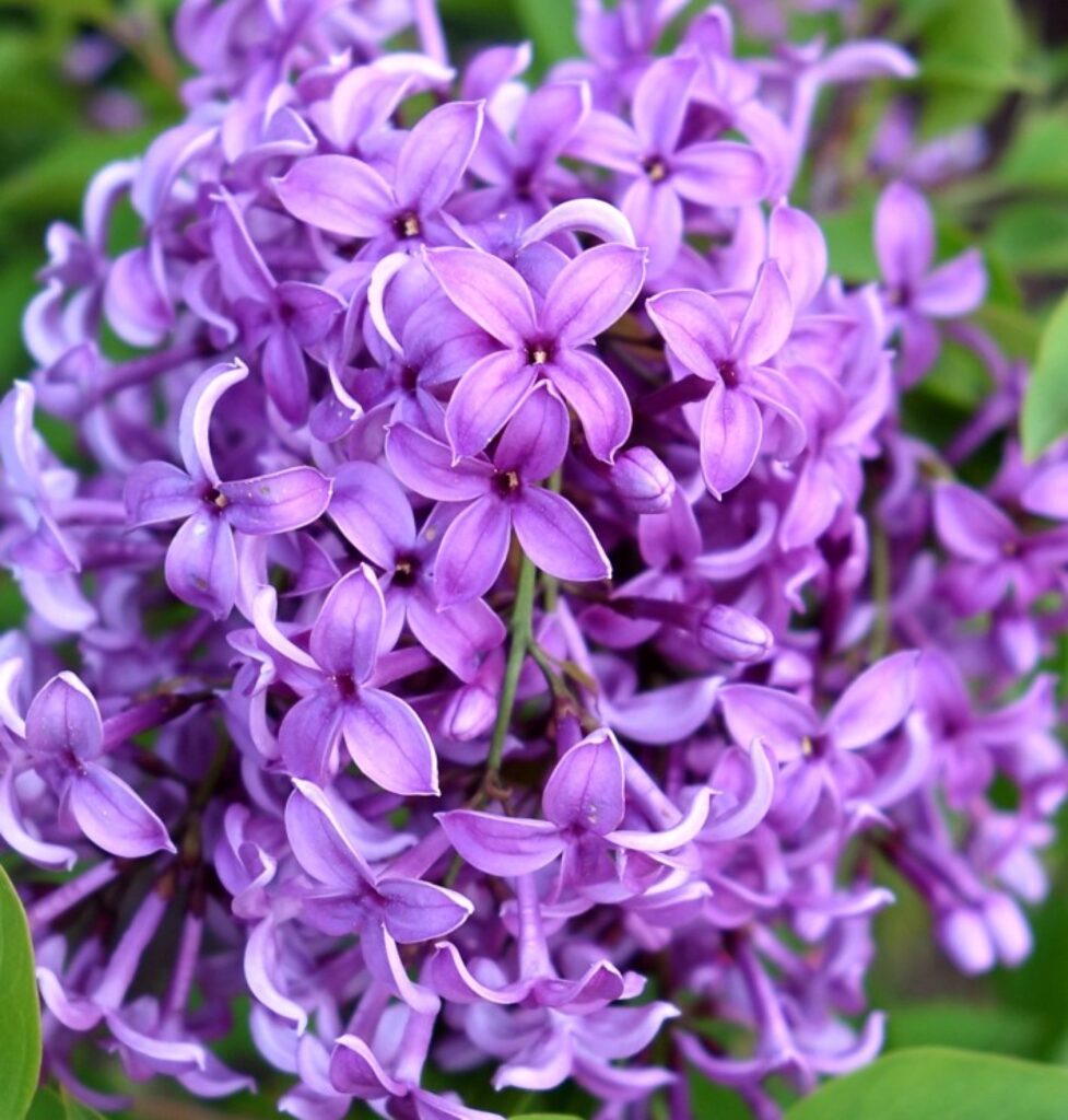 Šeřík čínský (Syringa x chinensis)​
