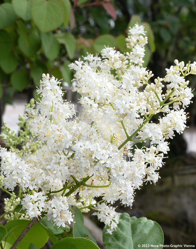 Šeřík japonský (Syringa reticulata)​