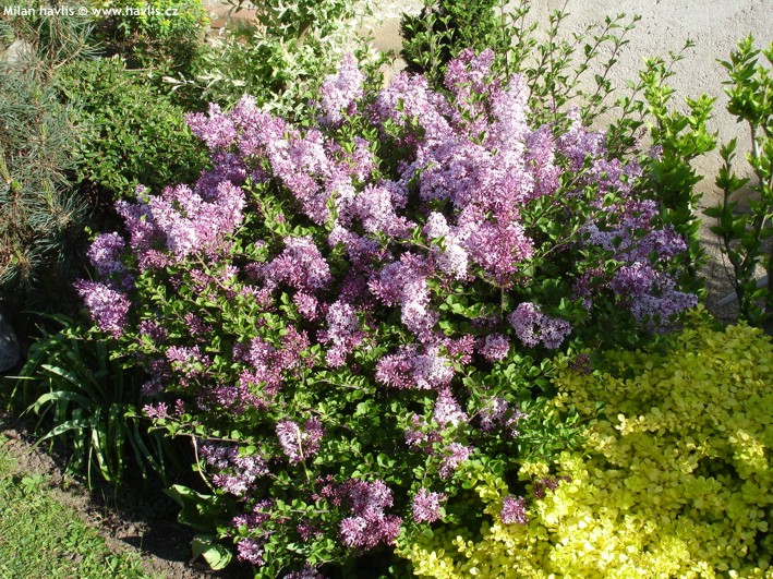 Šeřík Meyerův (Syringa meyeri)​