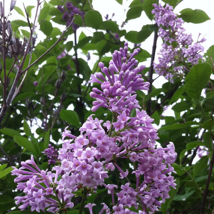 Šeřík Prestonové (Syringa x prestoniae)​