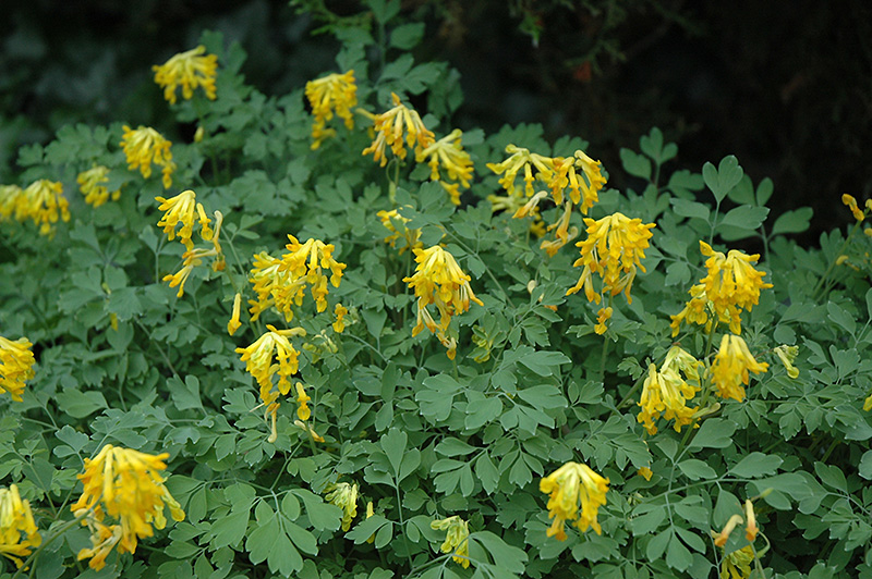 Dymnivka žlutá (Corydalis lutea)​