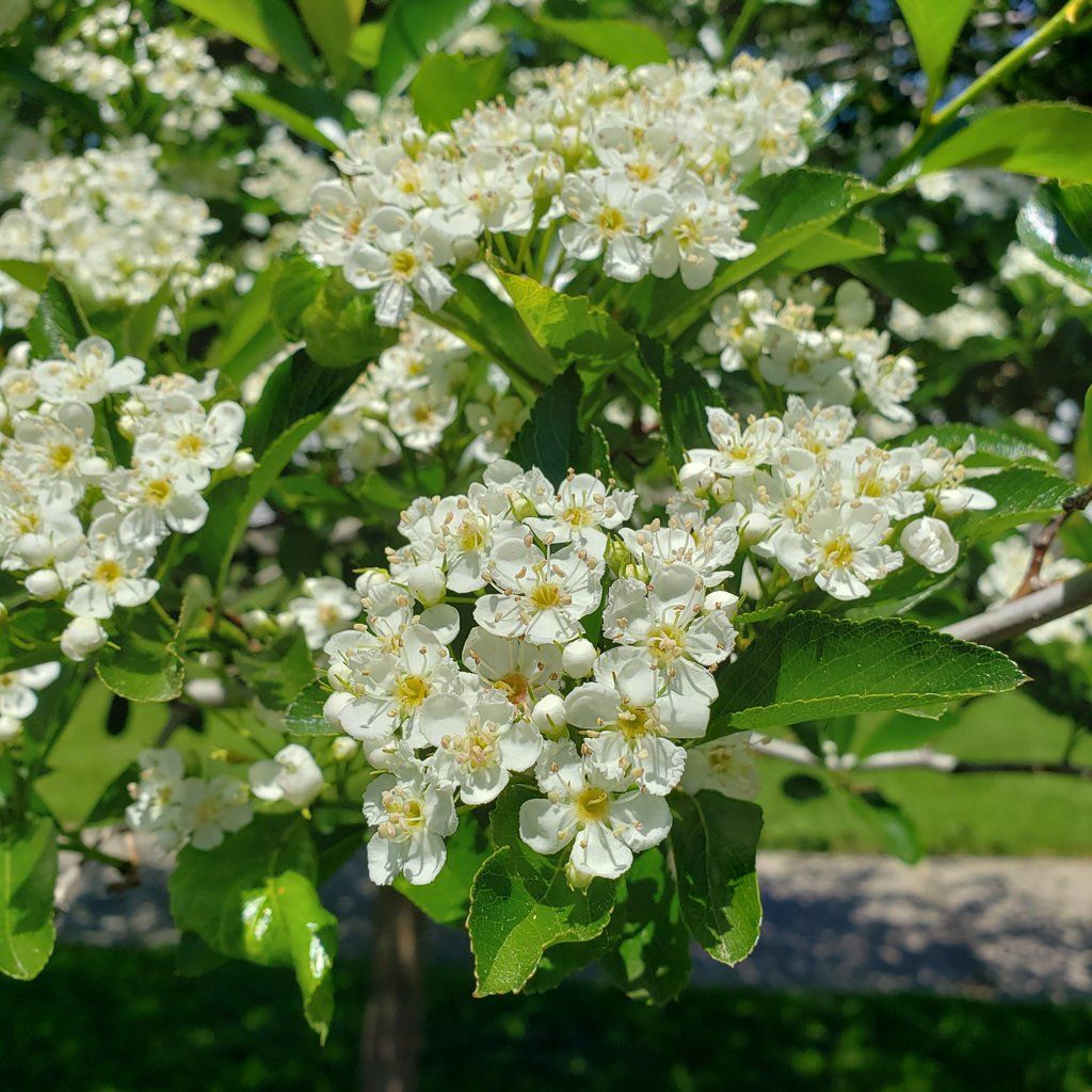Hloh kuří noha - Crataegus crus-galli