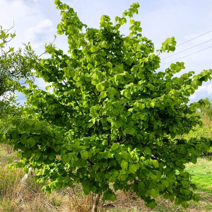 Líska obecná (Corylus avellana)​