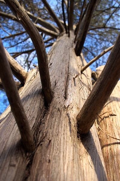 Jalovec virginský - Juniperus virginiana