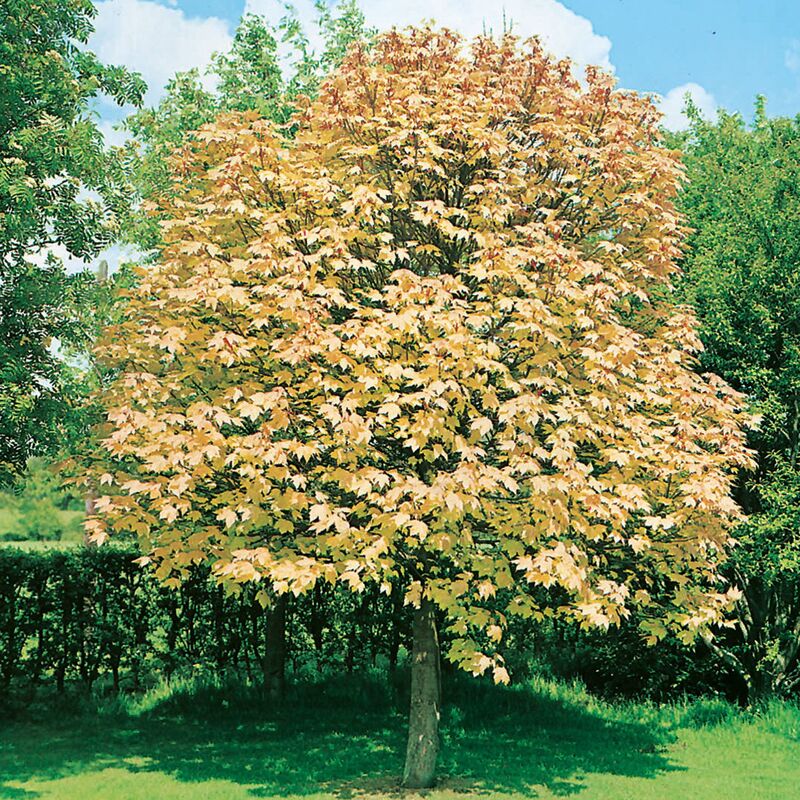 Javor klen - Acer pseudoplatanus