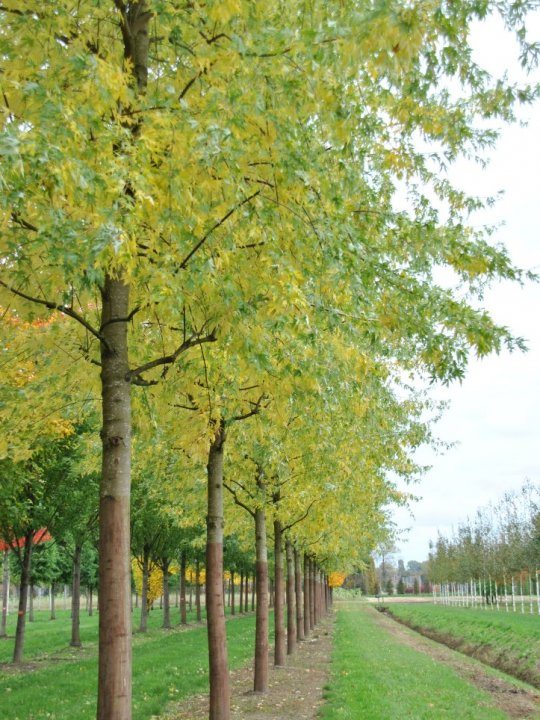 Javor stříbrný - Acer saccharinum