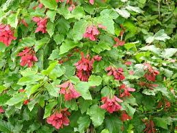 Javor tatarský - Acer tataricum