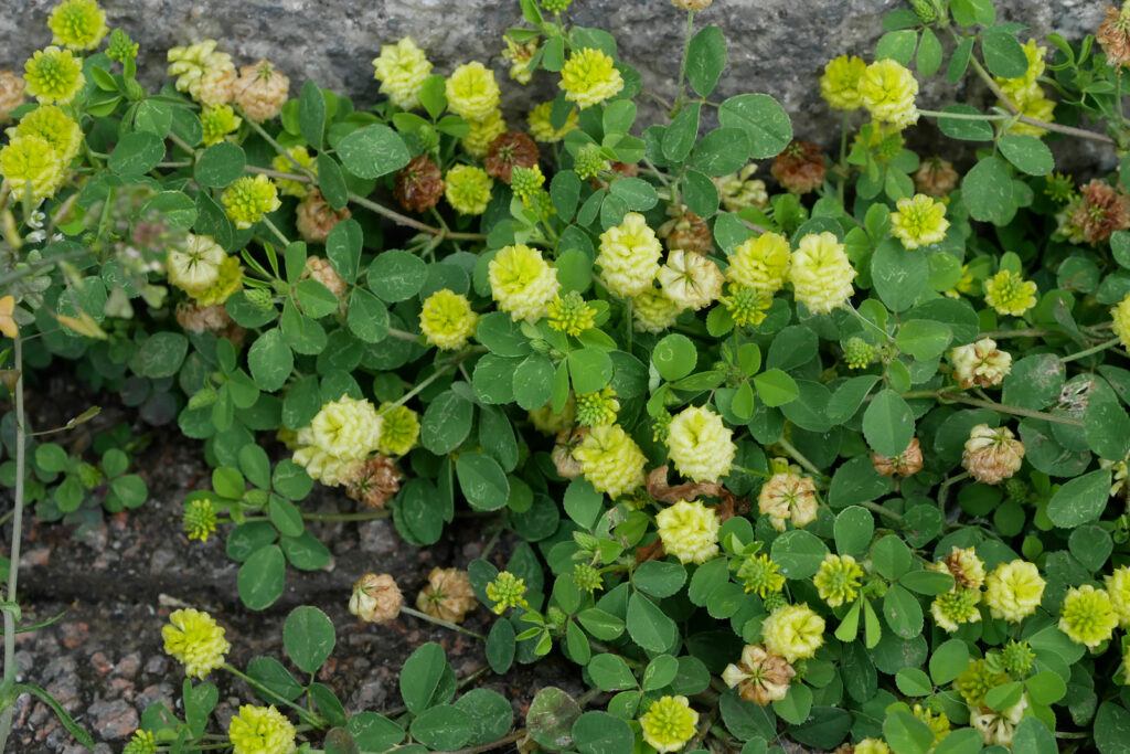 Jetel ladní - Trifolium campestre