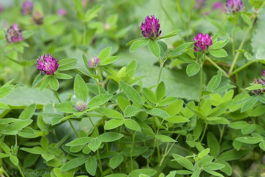 Jetel prostřední - Trifolium medium