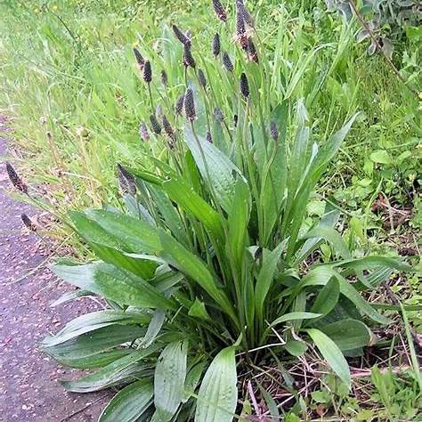 Jitrocel kopinatý (Plantago lanceolata)