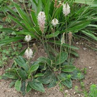 Jitrocel prostřední (Plantago media)