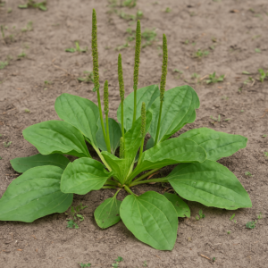 Jitrocel větší (Plantago major)
