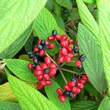 Kalina vrásčitolistá - Viburnum rhytidophyllum