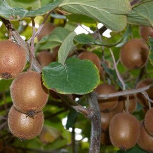 Kiwi - Aktinidie čínská (Actinidia chinensis)