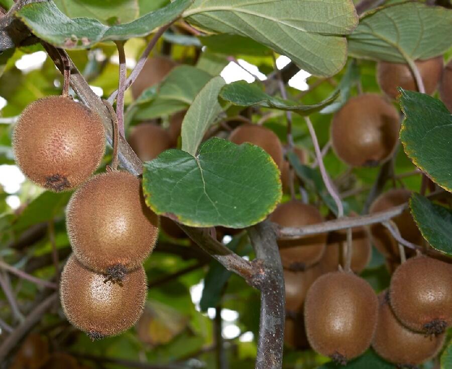 Kiwi - Aktinidie čínská (Actinidia chinensis)