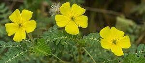 Kotvičník zemní květ - Tribulus terrestris