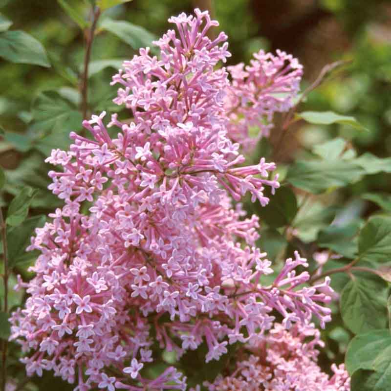 Šeřík 'Josee' (Syringa 'Jose')​