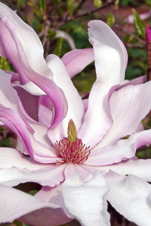 Magnolie Betty - Magnolia Betty