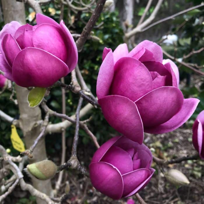 Magnolie Black tulip - Magnolia Black tulip