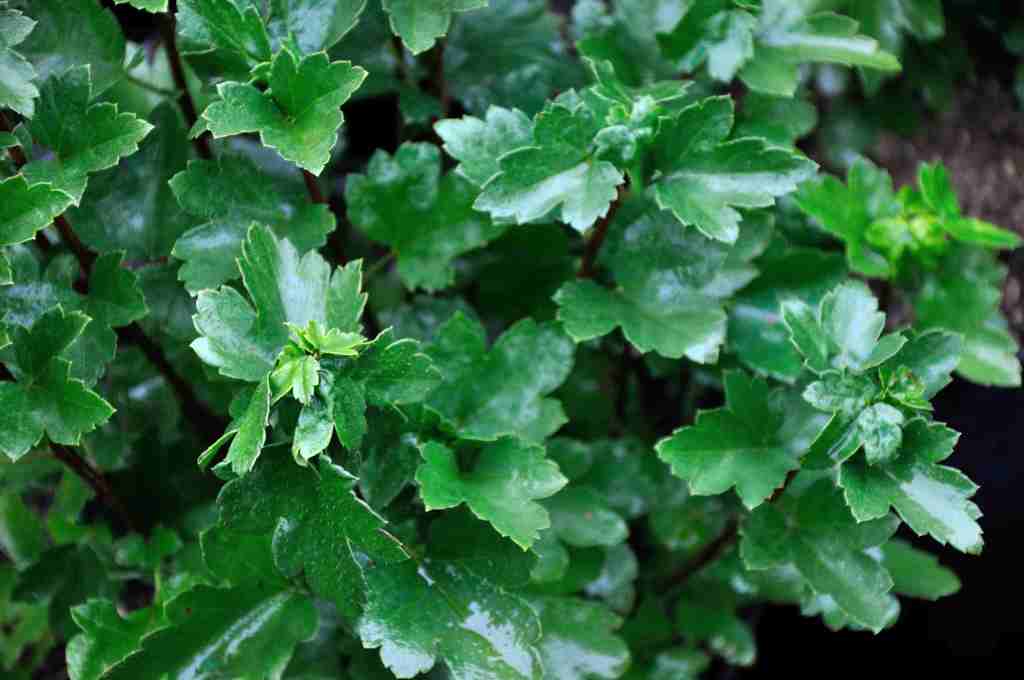 Meruzalka alpská - Ribes alpinum