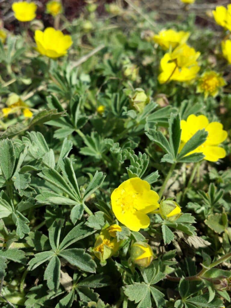 Mochna písečná - Potentilla incana