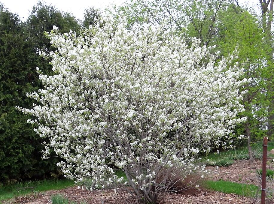 Muchovník olšolistý (Amelanchier alnifolia)