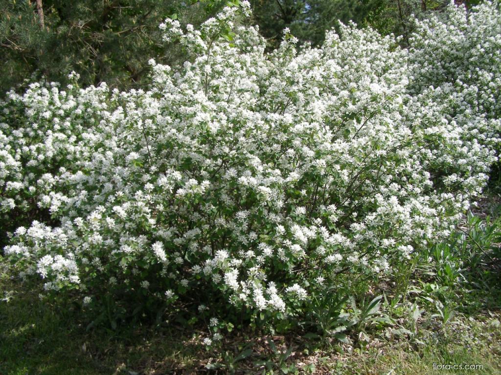 Muchovník oválný (Amelanchier ovalis)