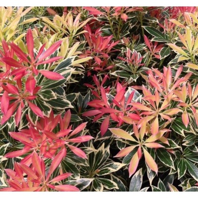 Pieris japonský - Pieris japonica