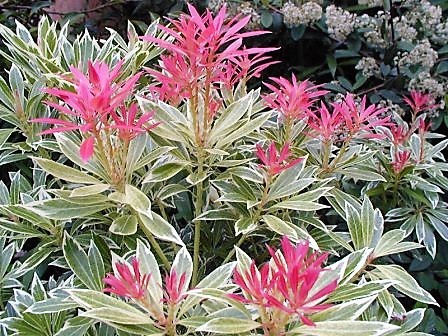 Pieris japonský keř - Pieris japonica